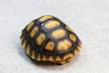 TORTUGA PATAS ROJAS CHERRY HEAD DE BRAZIL ID : 1