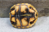 TORTUGA PATAS ROJAS CHERRY HEAD DE BRAZIL ID : 1
