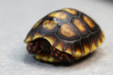 TORTUGA PATAS ROJAS CHERRY HEAD DE BRAZIL ID : 2