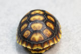 TORTUGA PATAS ROJAS CHERRY HEAD DE BRAZIL ID : 2