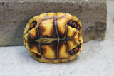TORTUGA PATAS ROJAS CHERRY HEAD DE BRAZIL ID : 2