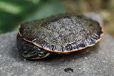 TORTUGA GEOFFREY SIDENECK , CRIA