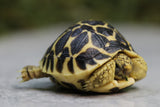 TORTUGA ESTRELLADA 5  CM