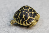TORTUGA ESTRELLADA 5  CM