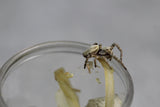 ARAÑA TERCIOPELO  (Stegodypus doufuri)