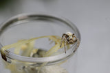ARAÑA TERCIOPELO  (Stegodypus doufuri)