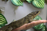 HIDROSAURIO NEGRO DE SULAWESI , JUVENIL