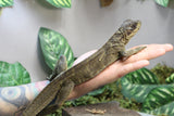 HIDROSAURIO NEGRO DE SULAWESI , JUVENIL