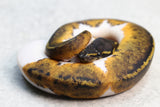 BLACK HEAD PIED HEMBRA  ID: 13-6