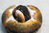 BLACK HEAD PIED HEMBRA  ID: 13-6
