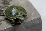 TORTUGAS RED BELLY DEL NORTE