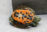 TORTUGAS RED BELLY DEL NORTE
