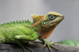 DRAGON DE MONTAÑA NATALIAE HEMBRA
