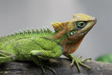 DRAGON DE MONTAÑA NATALIAE HEMBRA