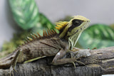 DRAGON DE MONTAÑA NATALIAE MACHO