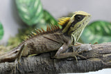 DRAGON DE MONTAÑA NATALIAE MACHO