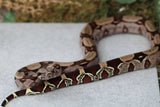 BOA COLA ROJA DE GUYANA HEMBRA  ID : 231