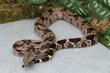 BOA COLA ROJA DE GUYANA HEMBRA  ID : 231