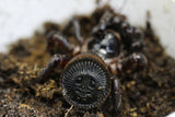 ARAÑA TRAMPERA SELLO CHINA ( C. RICKETII)