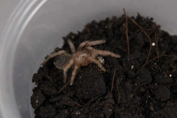 TARANTULA DE PATAS BICOLOR SLING ( A.crassicus )
