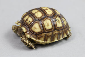 TORTUGA SULCATA 5 CM