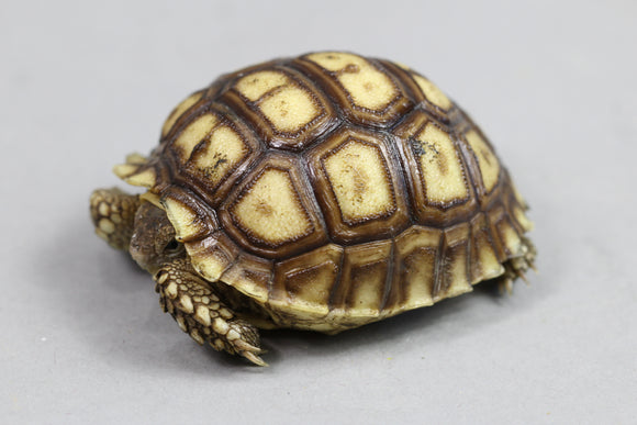 TORTUGA SULCATA 5 CM