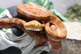 BOA AMAZONICA ROJA HEMBRA ID : 1