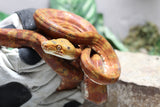 BOA AMAZONICA ROJA HEMBRA ID : 1