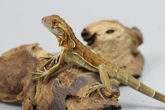 IGUANA ROJA JUVENIL