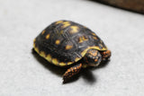 TORTUGA PATAS ROJAS , ID : 1