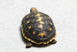 TORTUGA PATAS ROJAS , ID : 1
