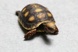 TORTUGA PATAS ROJAS , ID : 2
