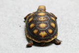 TORTUGA PATAS ROJAS , ID : 2