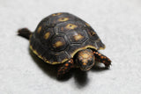 TORTUGA PATAS ROJAS , ID : 3