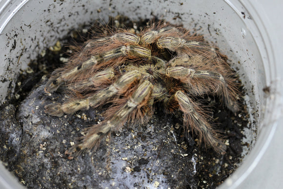 TARANTULA PATA DE PLUMA (STROMATOPELMA CALCEATUM) SUB/ADULTAS
