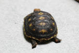 TORTUGA PATAS ROJAS , ID : 3