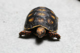 TORTUGA PATAS ROJAS , ID : 4