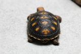 TORTUGA PATAS ROJAS , ID : 4