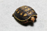 TORTUGA PATAS ROJAS , ID : 5