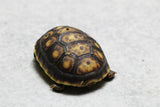 TORTUGA PATAS ROJAS , ID : 5
