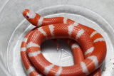 FALSA CORAL HYPO TANGERINE ALBINO  DE HONDURAS MACHO ID :13