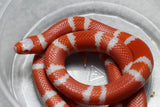 FALSA CORAL HYPO TANGERINE ALBINO  DE HONDURAS MACHO ID :13
