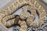 CASCABEL LUTOSUS MACHO