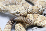 CASCABEL LUTOSUS MACHO