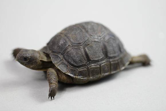 TORTUGA ALDABRA  8 cms