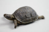 TORTUGA ALDABRA  8 cms