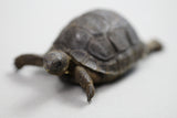 TORTUGA ALDABRA  8 cms