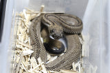 CASCABEL ATROX PATTERNLESS MACHO