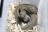 CASCABEL ATROX PATTERNLESS MACHO