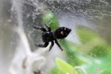 ARAÑA SALTARINA ( AUDAX)